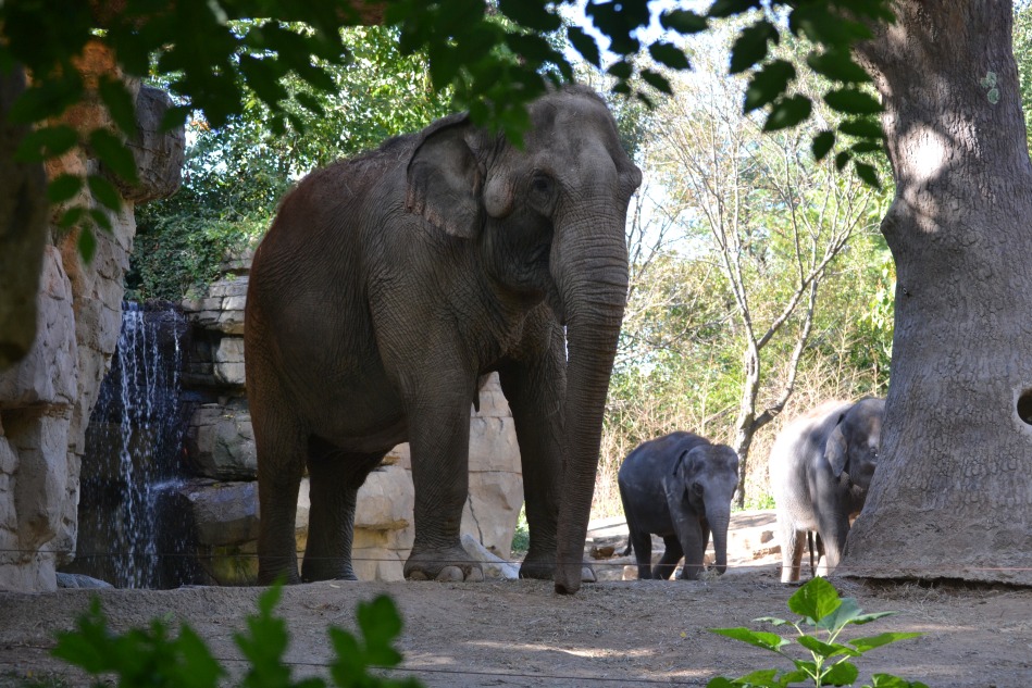 La familia elefante